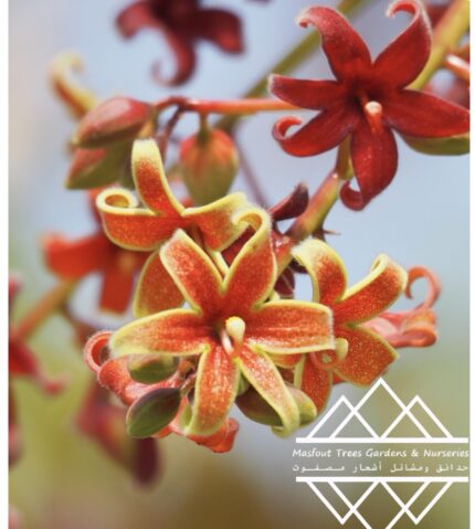 شجرة كف سلمى Sterculia quinqueloba