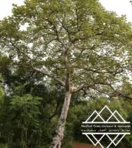 ⁦شجرة كف سلمى ‏ Sterculia quinqueloba⁩ - الصورة ⁦14⁩