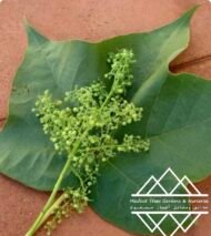 ⁦شجرة كف سلمى ‏ Sterculia quinqueloba⁩ - الصورة ⁦8⁩