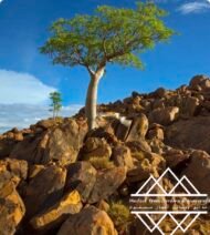 ⁦شجرة كف سلمى ‏ Sterculia quinqueloba⁩ - الصورة ⁦7⁩