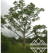 ⁦شجرة كف سلمى ‏ Sterculia quinqueloba⁩ - الصورة ⁦15⁩