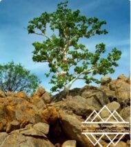 ⁦شجرة كف سلمى ‏ Sterculia quinqueloba⁩ - الصورة ⁦2⁩