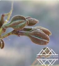 ⁦شجرة كف سلمى ‏ Sterculia quinqueloba⁩ - الصورة ⁦6⁩