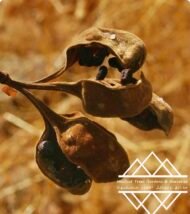 ⁦شجرة كف سلمى ‏ Sterculia quinqueloba⁩ - الصورة ⁦3⁩