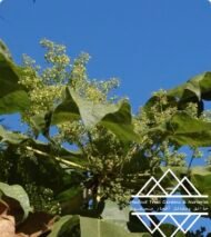 ⁦شجرة كف سلمى ‏ Sterculia quinqueloba⁩ - الصورة ⁦4⁩