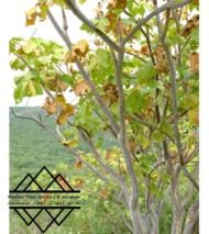 ⁦شجرة كف سلمى ‏ Sterculia quinqueloba⁩ - الصورة ⁦5⁩