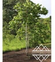 ⁦شجرة كف سلمى ‏ Sterculia quinqueloba⁩ - الصورة ⁦17⁩