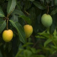 مانجو قراط باكستاني‏
Pakistani Qurad Mango - Image 4