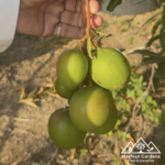 مانجو أبل‏ تشيلي