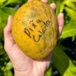 مانجو بيناكولاداPiña Colada Mango