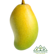 مانجو قراط باكستاني‏