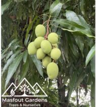 مانجو قراط سودانيSudanese Qurad Mango - Image 2
