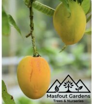 مانجو قراط سودانيSudanese Qurad Mango - Image 3