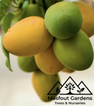 مانجو قراط سودانيSudanese Qurad Mango - Image 4