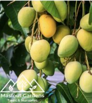 مانجو قراط سودانيSudanese Qurad Mango - Image 5