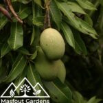 مانجو قراط سودانيSudanese Qurad Mango