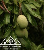 مانجو قراط سودانيSudanese Qurad Mango