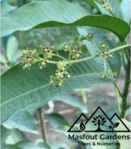 مانجو قراط سودانيSudanese Qurad Mango - Image 6