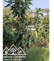 مانجو قراط سودانيSudanese Qurad Mango - Image 7