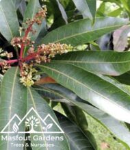 مانجو قراط كينيKenyan Qurad Mango - Image 2