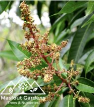 مانجو قراط كينيKenyan Qurad Mango - Image 3