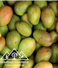 مانجو قراط كينيKenyan Qurad Mango - Image 4