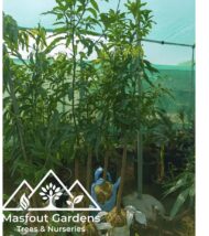 مانجو قراط كينيKenyan Qurad Mango - Image 5