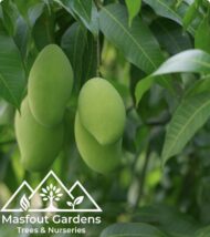 مانجو قراط كينيKenyan Qurad Mango - Image 6