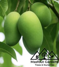 مانجو قراط كينيKenyan Qurad Mango - Image 7