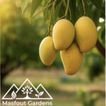 مانجو قراط كينيKenyan Qurad Mango