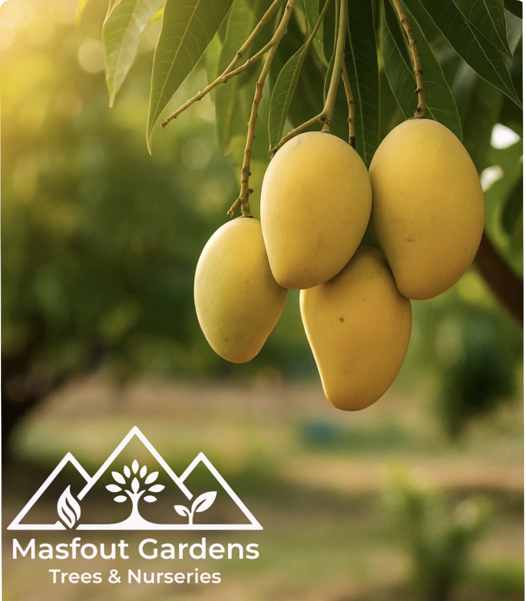 img_7364 مانجو قراط كينيKenyan Qurad Mango - Image 1