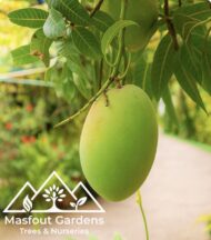 مانجو قراط كينيKenyan Qurad Mango - Image 8