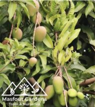 مانجو قراط كينيKenyan Qurad Mango - Image 9