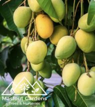 مانجو قراط كينيKenyan Qurad Mango - Image 10