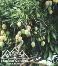 مانجو قراط كينيKenyan Qurad Mango - Image 11