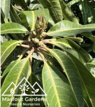 مانجو قراط باكستاني‏
Pakistani Qurad Mango - Image 2