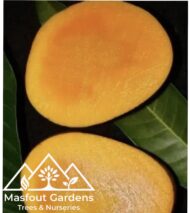 مانجو قراط باكستاني‏
Pakistani Qurad Mango - Image 3