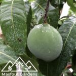 مانجو قراط باكستاني‏
Pakistani Qurad Mango