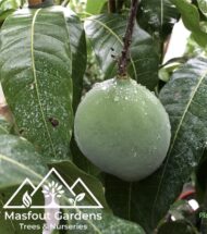 مانجو قراط باكستاني‏
Pakistani Qurad Mango