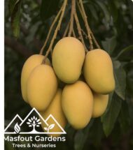 مانجو قراط باكستاني‏
Pakistani Qurad Mango - Image 5