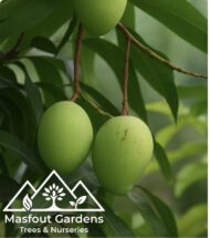 مانجو قراط باكستاني‏
Pakistani Qurad Mango - Image 6