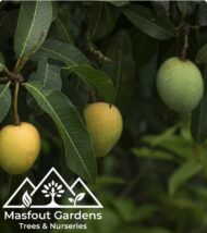 مانجو قراط باكستاني‏
Pakistani Qurad Mango - Image 7