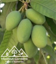 مانجو قراط باكستاني‏
Pakistani Qurad Mango - Image 8