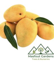 مانجو قراط باكستاني‏
Pakistani Qurad Mango - Image 9