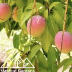 مانجو أبل‏
Apple Mango