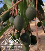 مانجو فيتنامي‏
Vietnam Mango - Image 4