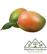 مانجو فيتنامي‏
Vietnam Mango - Image 3