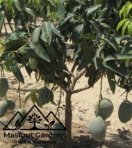 مانجو فيتنامي‏
Vietnam Mango - Image 2
