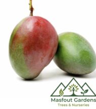 مانجو فيتنامي‏
Vietnam Mango - Image 6