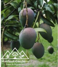 مانجو فيتنامي‏
Vietnam Mango - Image 7